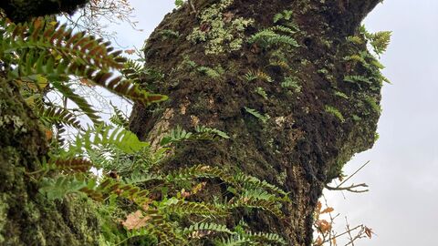 Sessile oak at Lenamore Wood