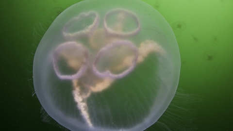 Moon Jellyfish