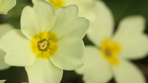 Primrose (c) Vaughn Matthews