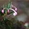 Bog rosemary, Ballynahone July 2020