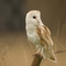 Barn owl perched on post looking off to the right