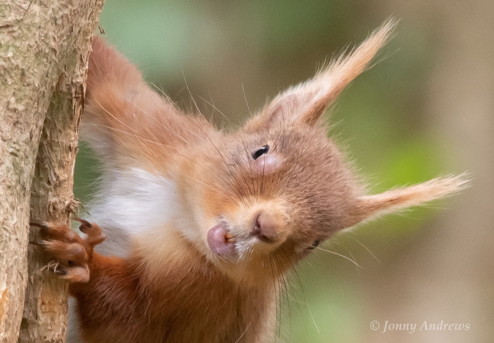 Squirrel pox the deadly disease killing our native reds Ulster Wildlife