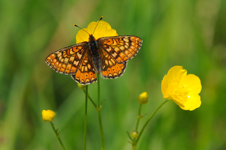 Marsh fritillary