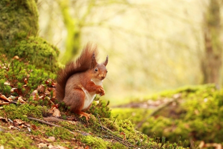 Red squirrel 