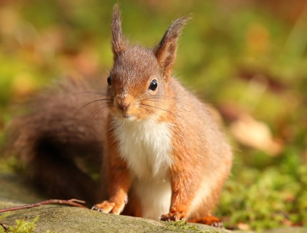 Red squirrel (c) Desmond Loughery