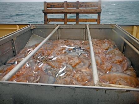 Haul of jellyfish