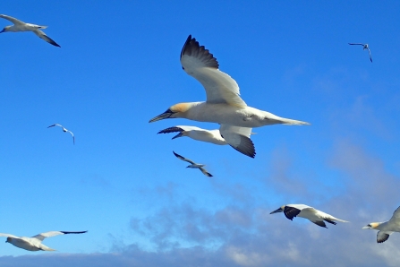 Gannets