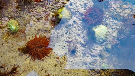 CoCoast Portrush rockpool 2017