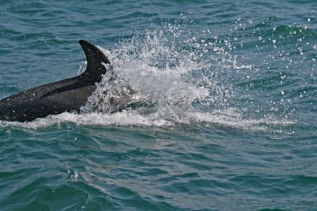 North Coast Boat Trip dolphin 2016