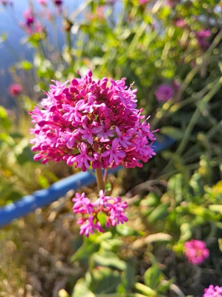 Glenarm Walk Flowers 2018