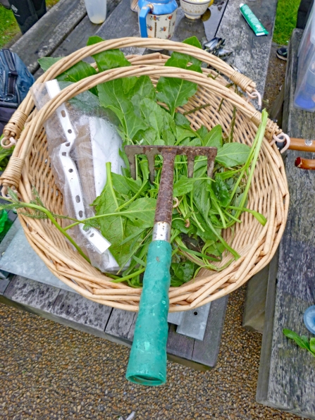 Coastal Foraging Dundrum Basket 2016