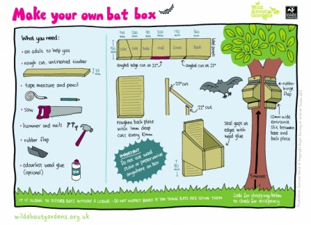 Bat box activity guide