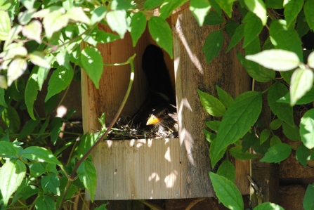 Blackbird in nest box