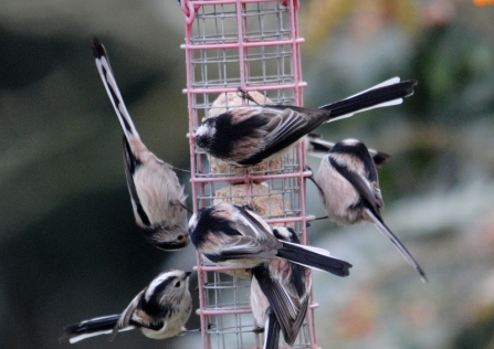 Long tailed tits (c) Amy Lewis