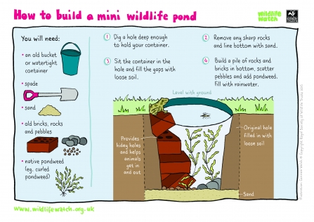 Mini wildlife pond activity guide