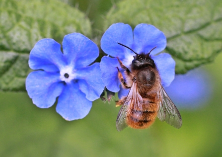 Red mason bee 