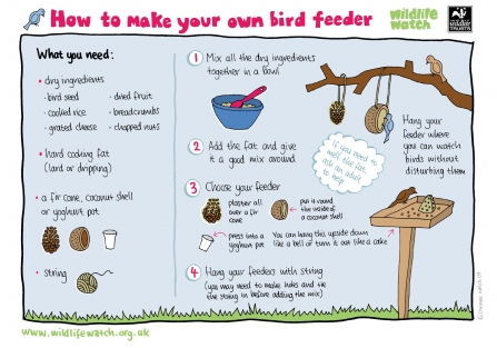 Bird feeder activity