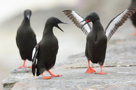 Black guillemots