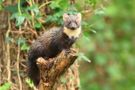 Pine marten (c)R Surgenor