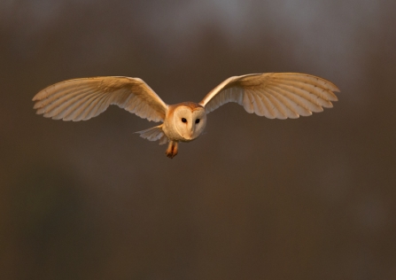 Barn Owl (c) Andy Rouse2020 Vision