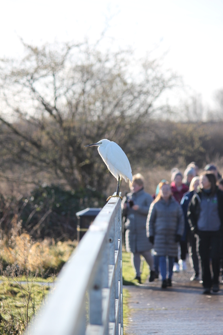 Winter wellness walk at Bog Meadows Nature Reserve