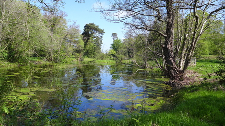 Balloo Woodland 