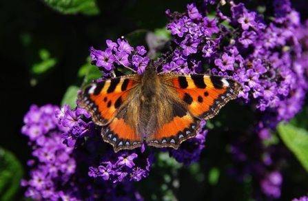 Butterfly Small Tortoiseshell