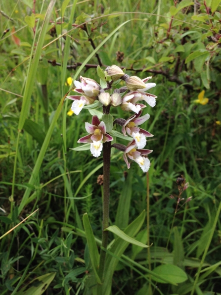 Marsh helleborine