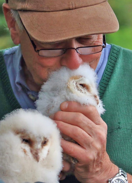 Barn owl chicks