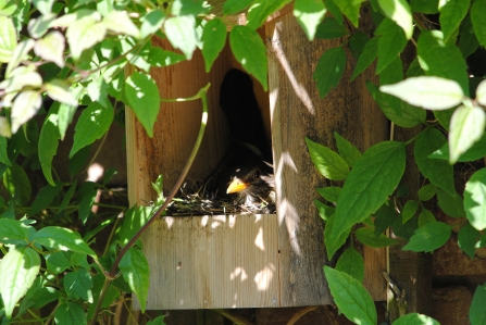 Blackbird in nest box erected on wall 