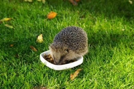Hedgehog feeding (c) Gillian Day 