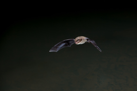 Daubenton's bat (c) Dale Sutton 2020Vision