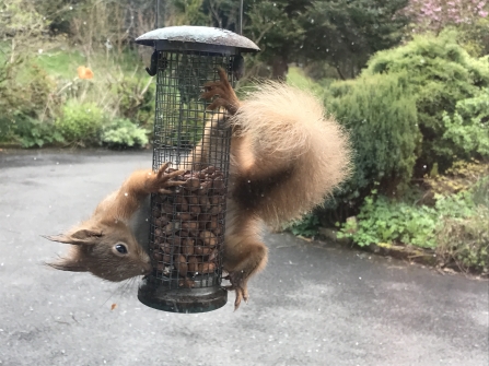 Helping Red Squirrels In Your Garden Ulster Wildlife
