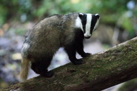 Badger