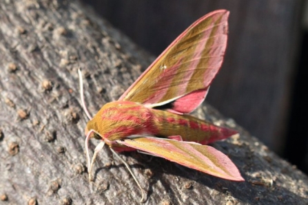 Elephant Hawk Moth