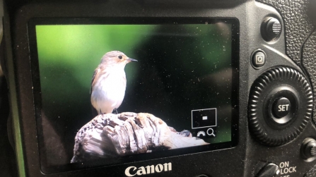 Flycatcher Bird