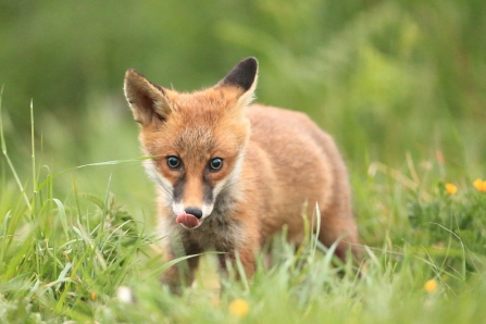 Fox cub in grass