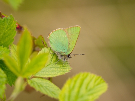 Green Hairstreak on leaf