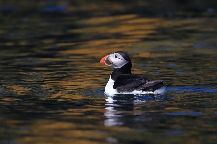 Puffin swimming on water
