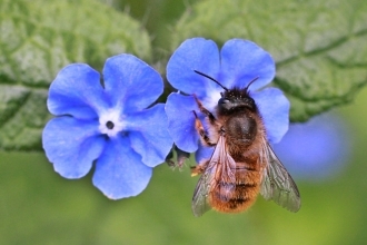 Red Mason Bee (c) Penny Frith