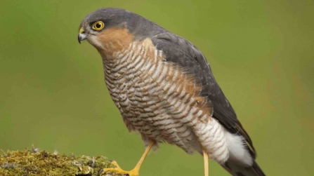 Sparrowhawk