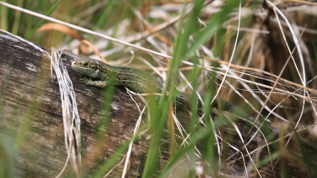 Common Lizard on wood surrounded by grass stalks