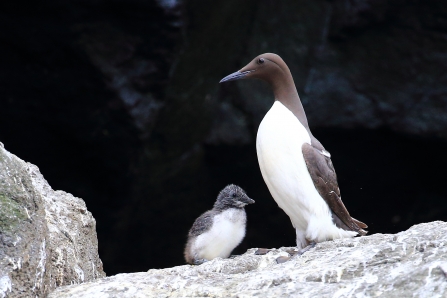 Guillemot & chick, Isle of Muck July 2020 2