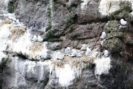 Kittiwakes and chicks, Isle of Muck July 2020