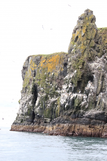 Seabird stack, Isle of Muck July 2020