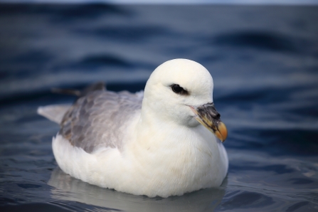 Fulmar, Isle of Muck July 2020