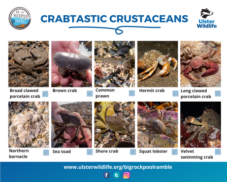 Crabtastic crustaceans - BRR
