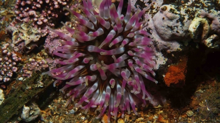 Dahlia Anemone (Urticina felina)