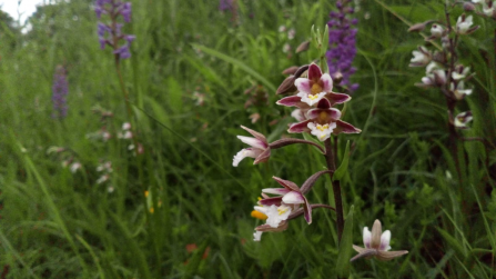 Marsh helleborine & fragrant orchid Milford