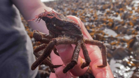 The Sea Toad (Hyas araneus) 